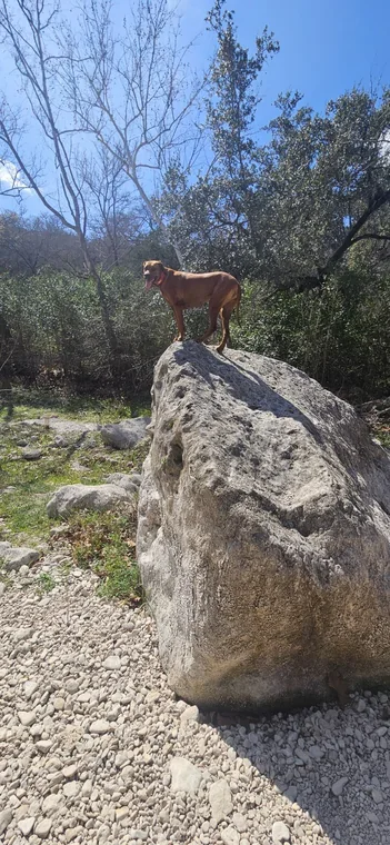 Standing on a large boulder beneath trees and blue sky.
