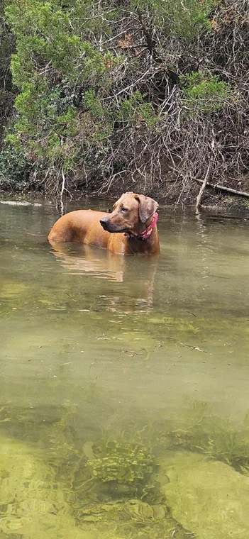 Standing in the creek and looking toward the bank.