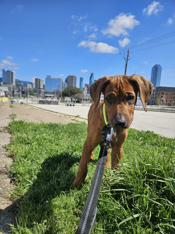 A young Arwen on a lead in the grass, with buildings and blue sky behind her.
