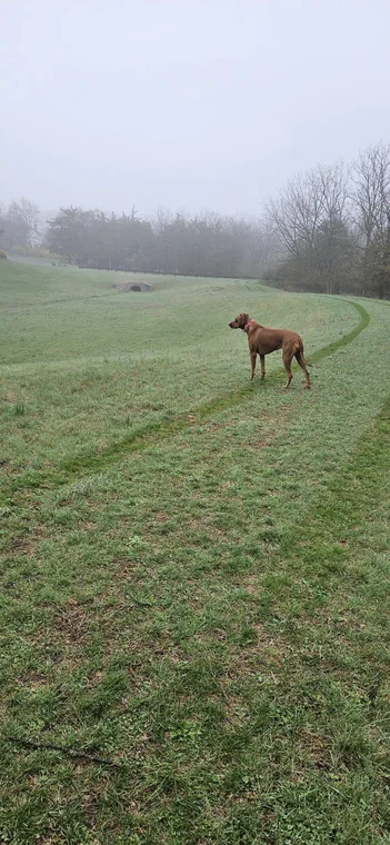 Standing in a grassy field in misty weather.