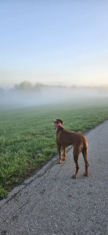 Standing on a paved path beside a misty field.