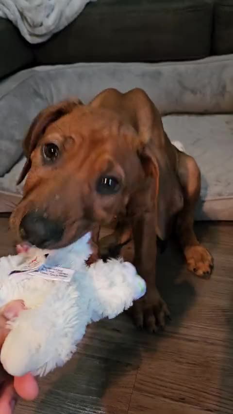 Arwen at ten weeks with a toy at her new home