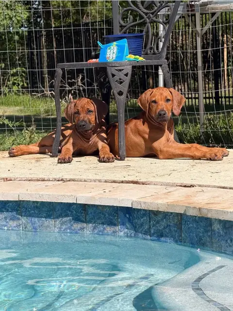 Samson and Maple, two Hunterson Ridgebacks, lying by a pool