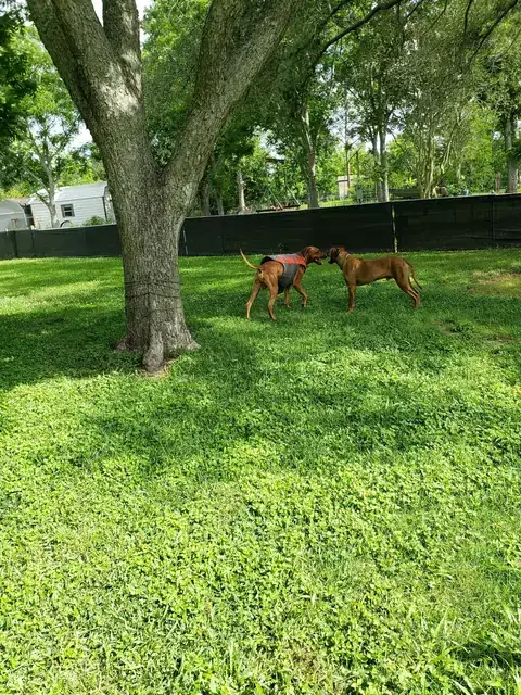 Two Hunterson Ridgebacks greeting under a big shade tree