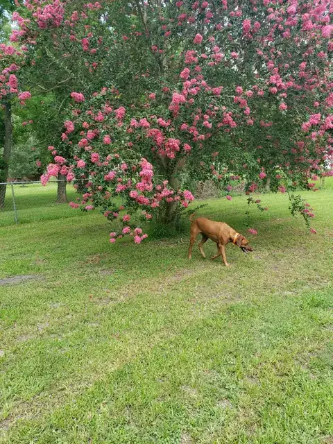 A Hunterson Ridgeback walking under a pink crape myrtle