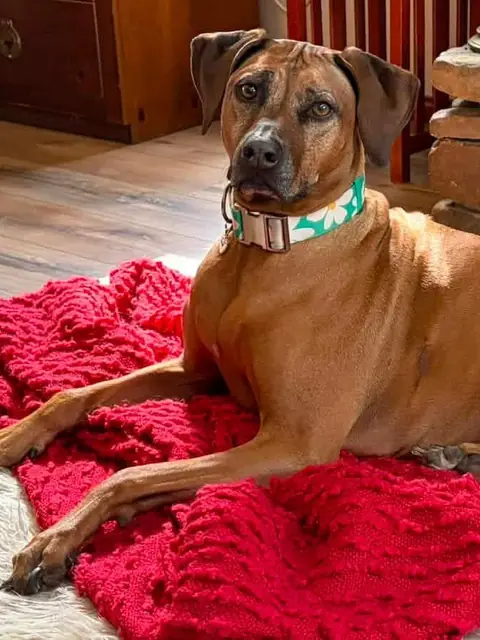 Ms Eli, a Hunterson Ridgeback, lying on a red blanket