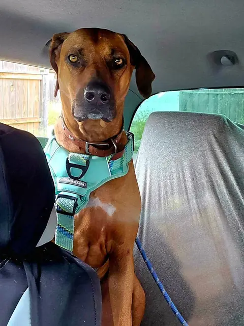 Dakota, a Hunterson Ridgeback, riding in a car