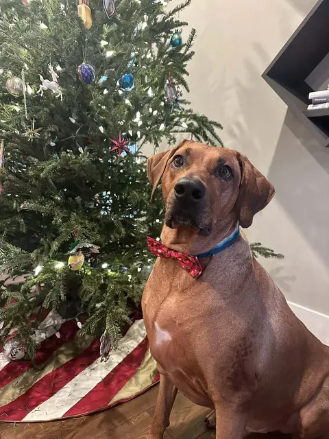 Koga in a red bow tie by a Christmas tree