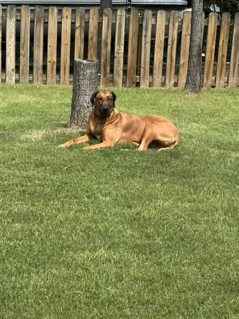 Zuri lying in a grassy yard