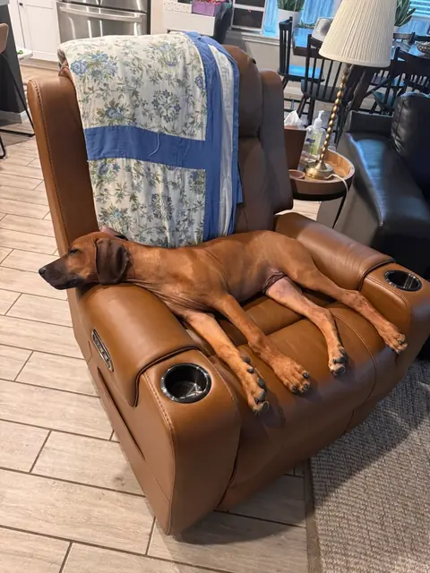 Griffin asleep on a recliner
