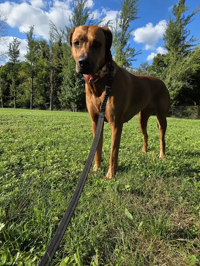 Arwen standing in a sunny field on a long lead