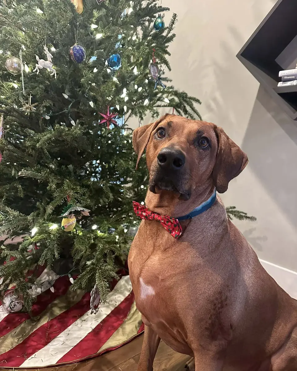 Koga in a red bow tie by a Christmas tree