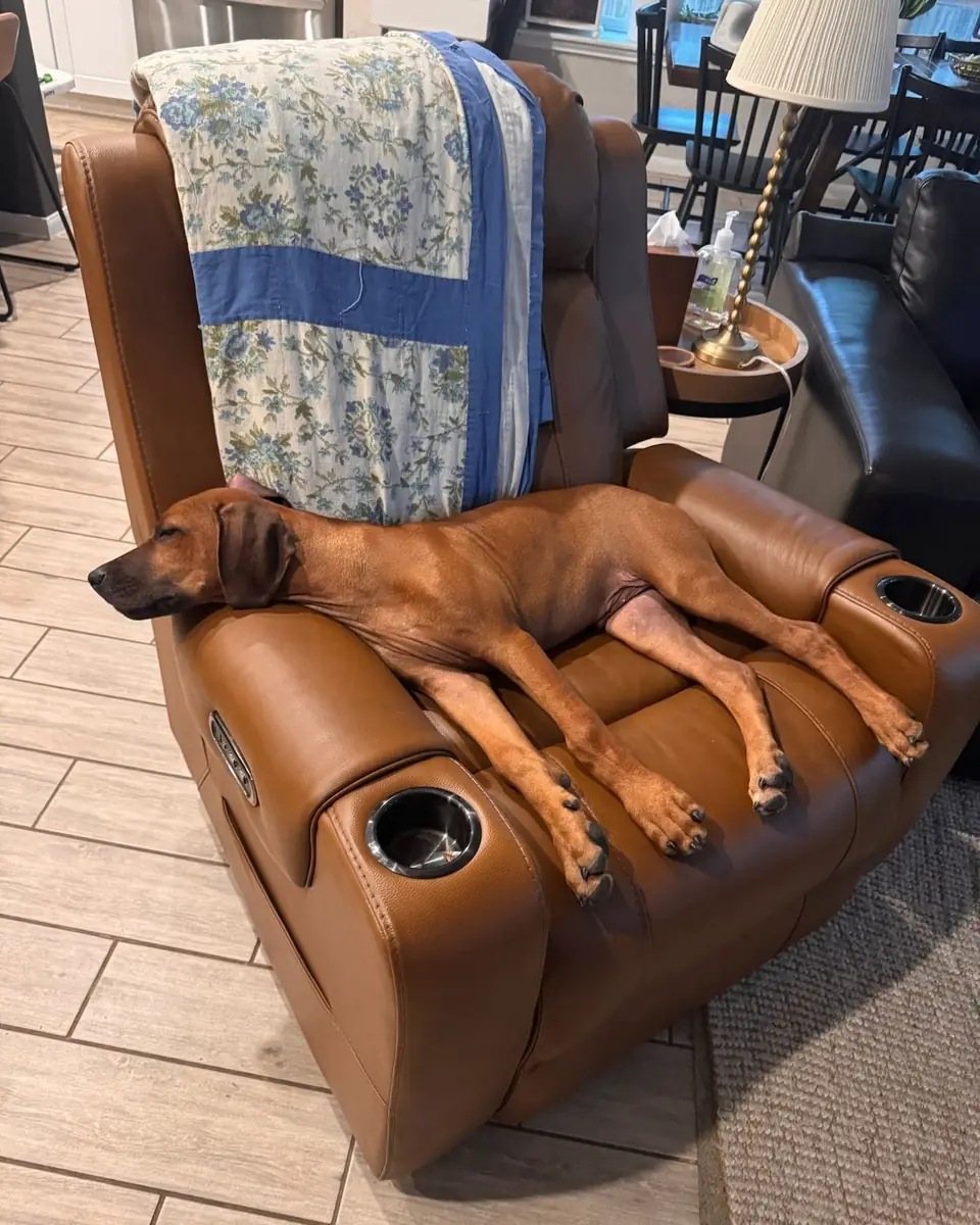 Griffin asleep on a recliner