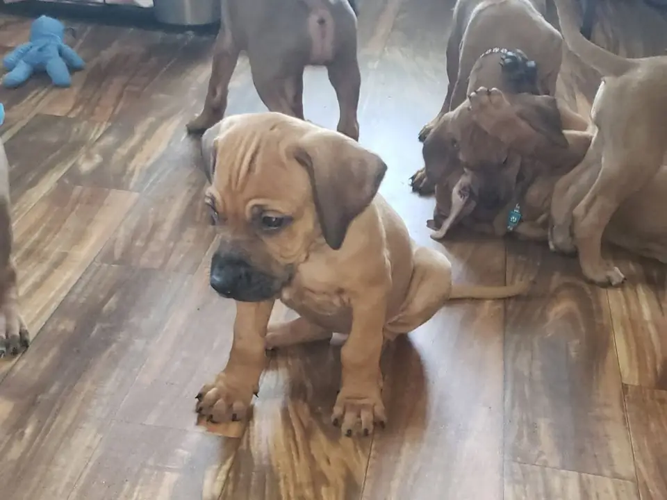 Puppies at home at Hunterson Farms