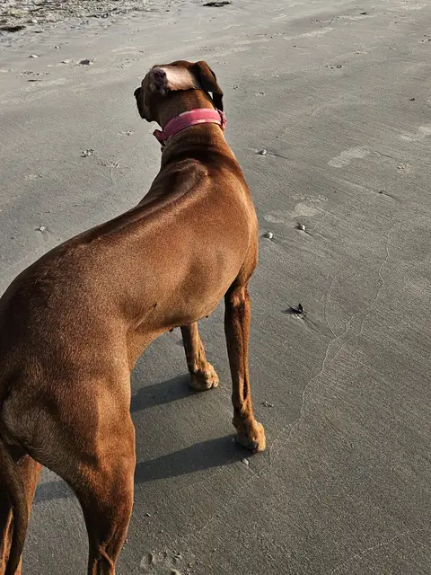 Arwen standing on a beach, seen from behind