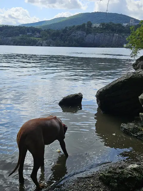 Arwen wading at the edge of a lake below wooded hills