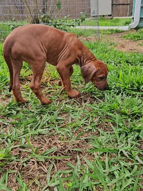 Arwen in the yard at Hunterson Farms