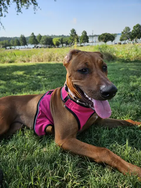 Arwen lying in the grass in a pink harness