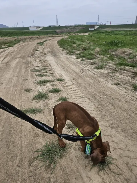 Arwen at ten weeks on a leash on a dirt trail
