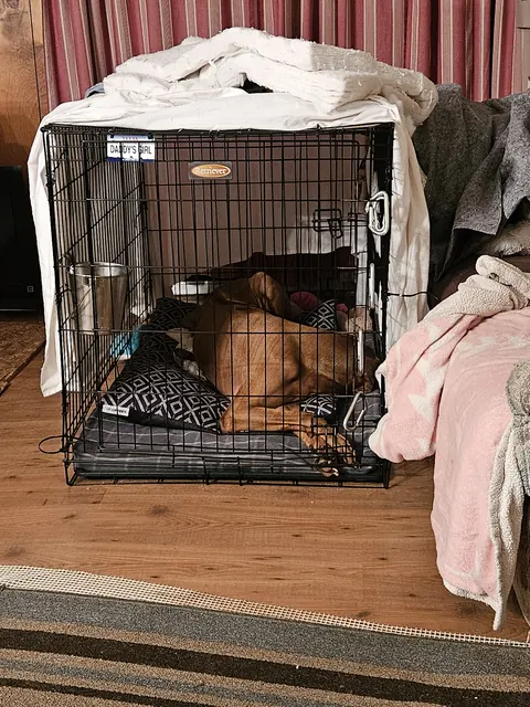A Rhodesian Ridgeback asleep in a wire crate indoors at Hunterson Farms